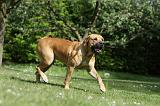 BOERBULL 069
